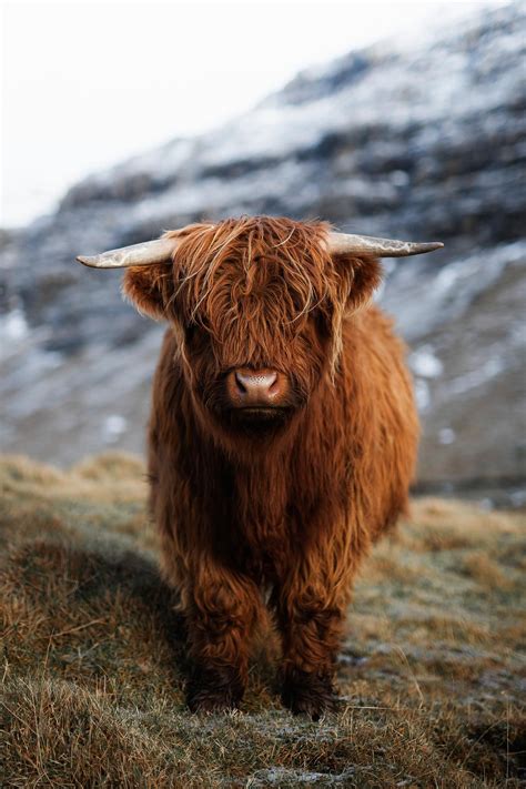 Scottish Highland bull | Royalty free photo - 2208645