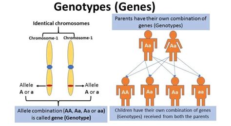 Genotype Definition, Explanation and Examples - Biology Brain