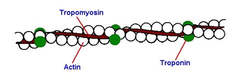 BIOETYMOLOGY : ORIGIN IN BIO - MEDICAL TERMS: tropomyosin