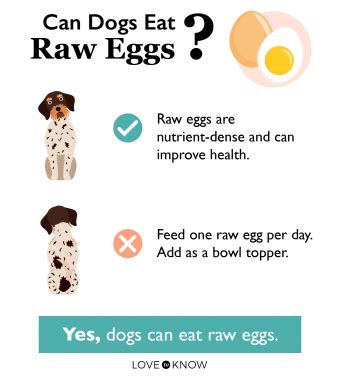 Benefits and Risks of Adding Raw Egg to Dog Food | LoveToKnow Pets