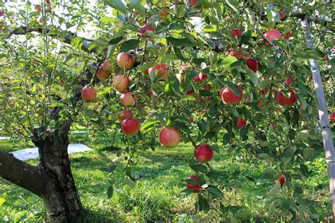 Free photo: Apple, Orchard, Fruit - Free Image on Pixabay - 2076435