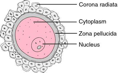 Ovum; Egg