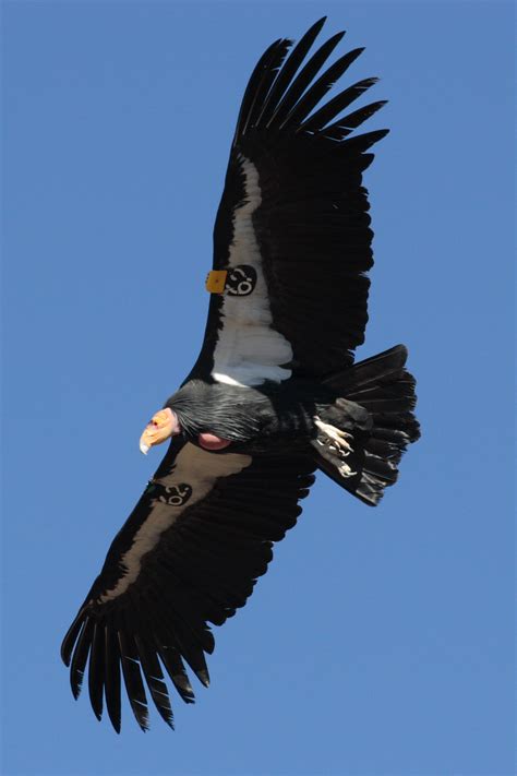 California Condor in Flight image - Free stock photo - Public Domain ...