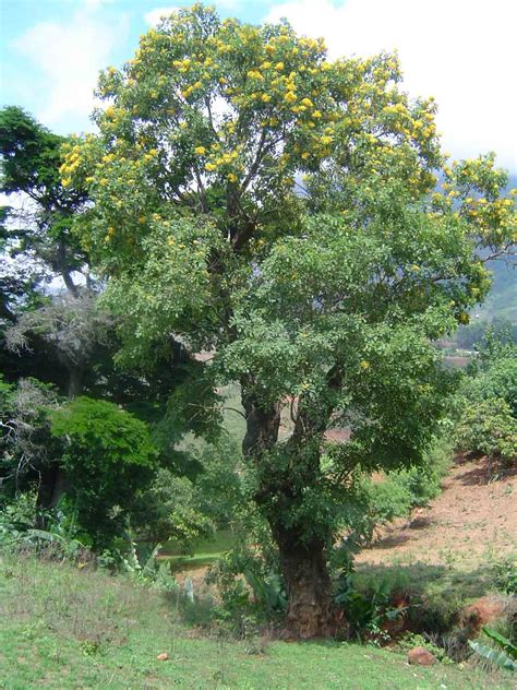 Pterocarpus rotundifolius (Round-leaved teak) - Plantinfo