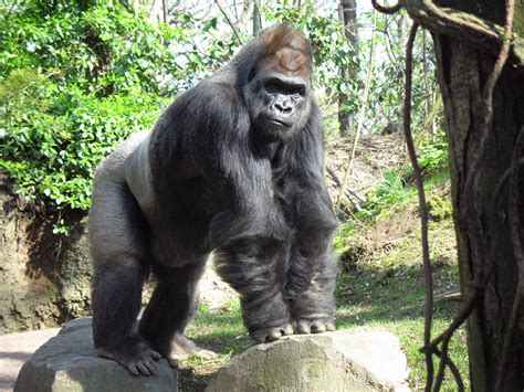 File:Gorilla bronx zoo anagoria.JPG - Wikimedia Commons