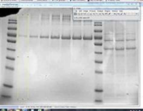 Protein Quantification Using ImageJ - OpenWetWare