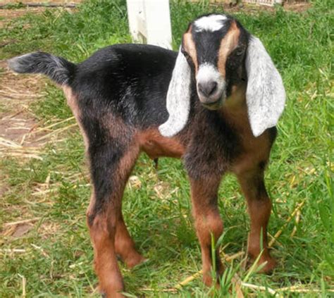 15 Best Goat Breeds for Pets - PetHelpful