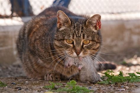 Premium Photo | Brown tabby cat eating from a red bowl