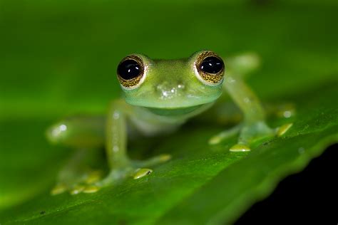 Emerald Glass Frog | Sean Crane Photography