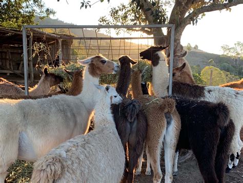 Queensland's largest Llama farm opens to the public – Discover Ipswich