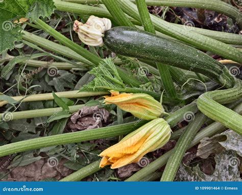 Zucchini with flowers stock photo. Image of leaf, gardening - 109901464