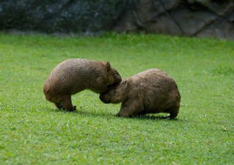 Wombat Behavior - AnimalBehaviorCorner