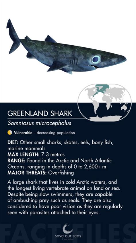 Greenland shark - Save Our Seas Foundation