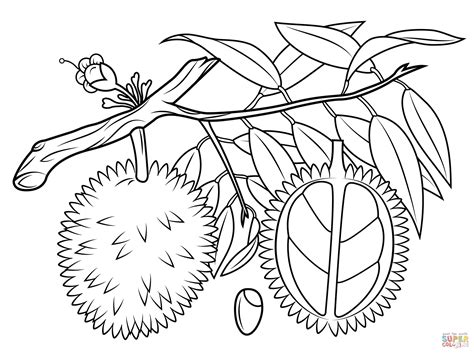 Durian Branch, Cross Section and Seed coloring page | Free Printable ...