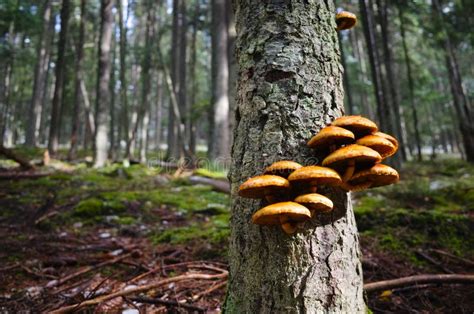 Beautiful Orange Mushrooms Growing on Tree Bark in Pine Forest Stock ...