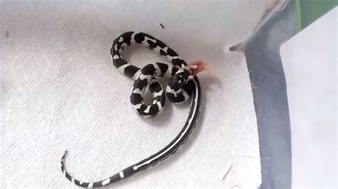 Juvenile CA Kingsnake Feeding - YouTube