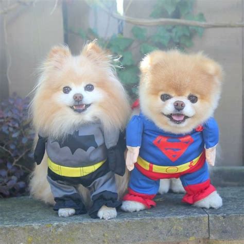 20 Fotos de perros disfrazados de Superheroes | Cute dogs, Cute baby ...