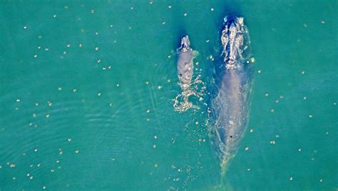 3 Newborn Endangered Right Whales Inspire Hope for Species - EcoWatch