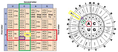 Amino Acid Codon Table Mrna | Elcho Table