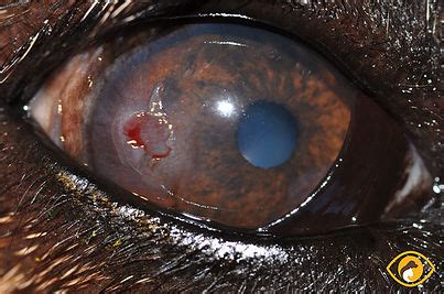 Indolent corneal ulcers | Animal Vision Care & Surgical Center