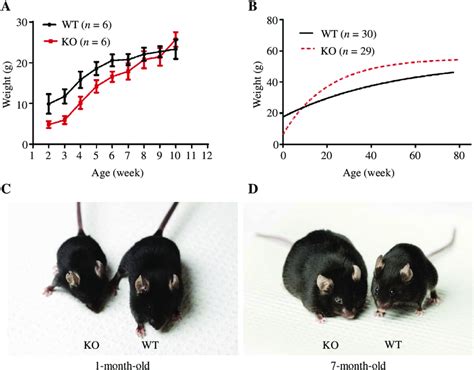 Lztfl1-null mice gain more weight than wild-type mice with age. A and ...