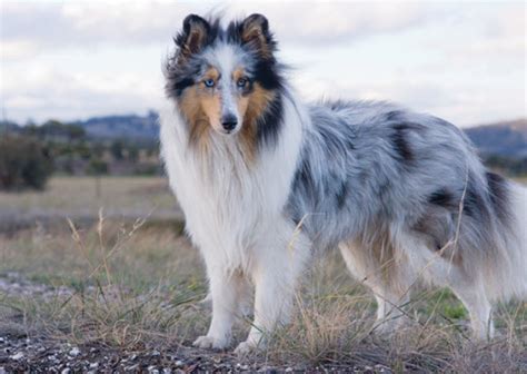 Shetland Sheepdog - Temperament, Lifespan, Shedding, Puppy