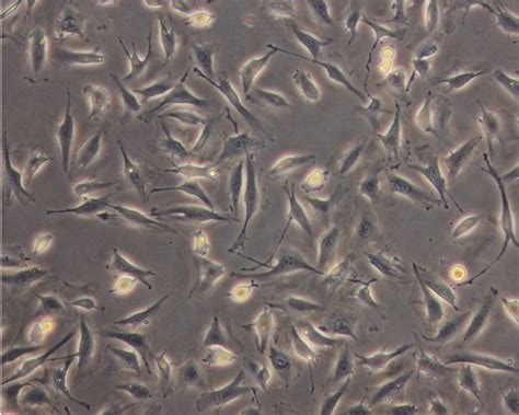 Endothelial Cells Histology