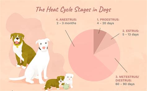 DOGS IN HEAT : Behaviour, Effects, Stages, Tips. | Dog in heat, Dog ...