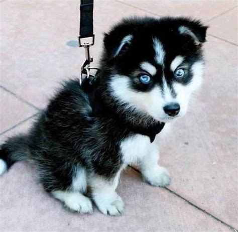 Baby Husky With Blue Eyes | Cute husky puppies, Blue eyed husky puppy ...