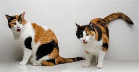 Calico Cat: Interesting Facts and Types of Calico Cats