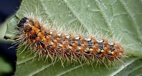 Brown tailed moth caterpillar by nclark | ePHOTOzine