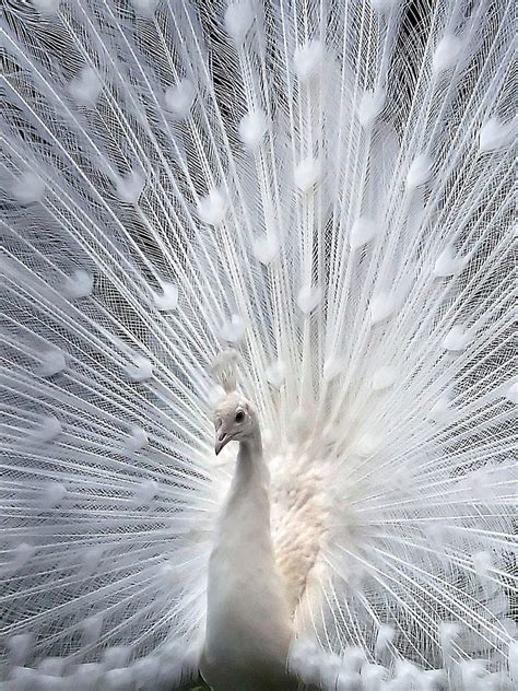 White Peacock, bird, cute, india, HD phone wallpaper | Peakpx