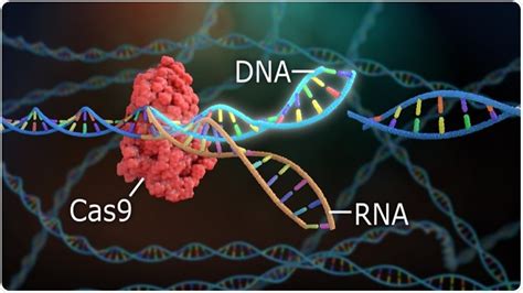 Gene-editing could shorten life instead of prolonging, suggests new study