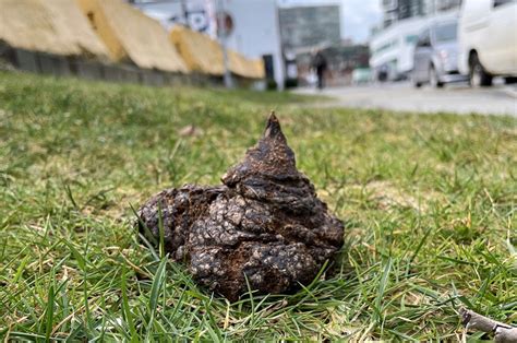 Poop shaped like an emoji lightens the mood in Vancouver - Vancouver Is ...