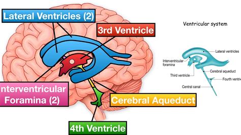 Ventricles Brain