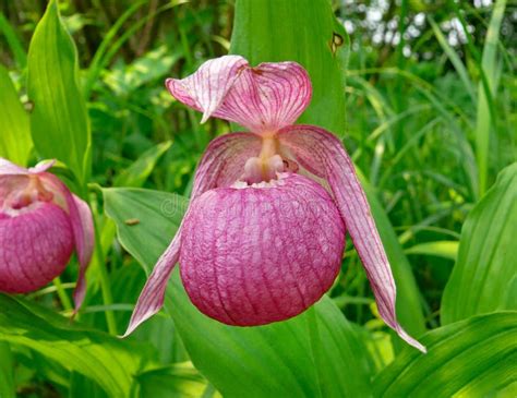 Flower of Lady s Slipper 7 stock photo. Image of grass - 3581188