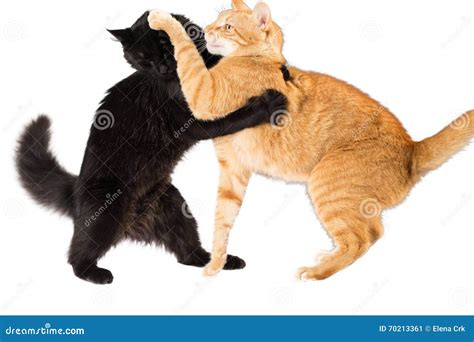 Cat fighting stock image. Image of concept, playing, background - 70213361