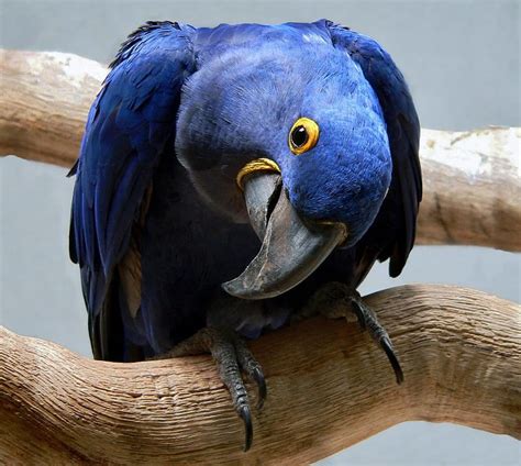 Blue Parrot, awesome, cool, parrot, tree, HD wallpaper | Peakpx