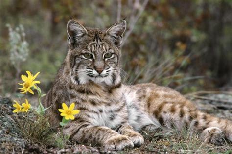 Photo Gallery - Lynx Conservation