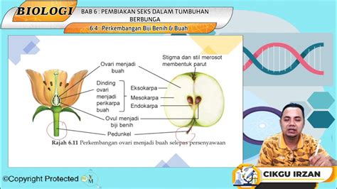 F5_BIO_06-06 Perkembangan Biji Benih & Buah – Jom Tuisyen