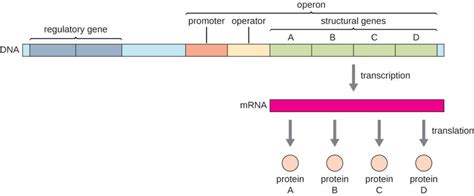 Gene Regulation in Prokaryotes | Biology for Majors I