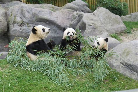 Giant Panda Habitat Loss | Bruin Blog