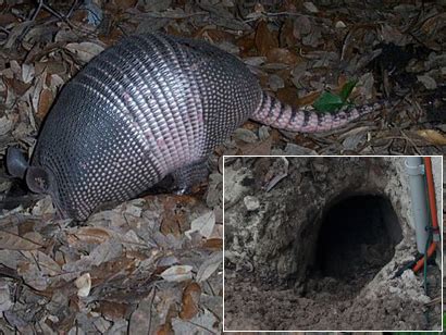 Cómo mantener a los ARMADILLOS fuera de su patio | El Festival