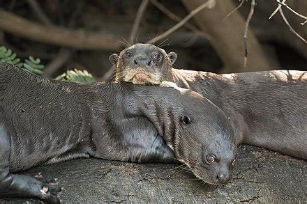 Giant otter - Simple English Wikipedia, the free encyclopedia