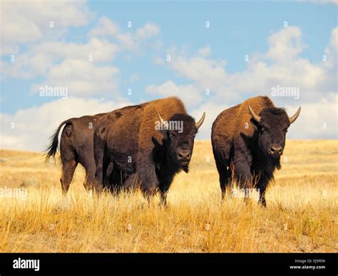 American bison, buffalo (Bison bison), herd of buffalos, USA, Wyoming ...