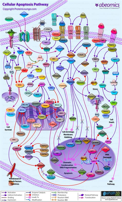 Cellular Apoptosis Pathway