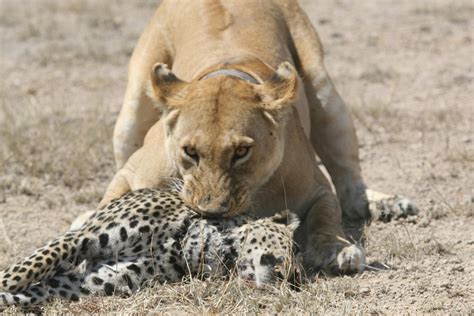 Lion eating a leopard : r/natureismetal