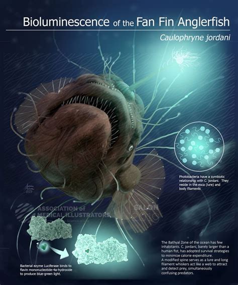 Bioluminescence of the Fan Fin Anglerfish | AMI 2019