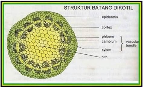 25+ Ide Populer Gambar Tali Melintang