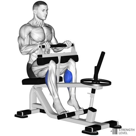 Seated Calf Raise Standards for Men and Women (kg) - Strength Level